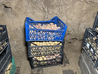 "Цього року буде кращий": що жителі Полтавщини кажуть про урожай картоплі "Цього року буде кращий": що жителі Полтавщини кажуть про урожай картоплі