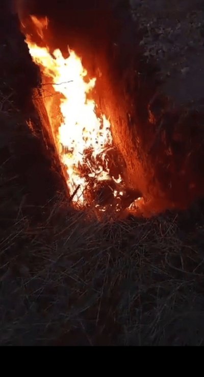Африканська чума, Гримайлівська громада, свині, 27 листопада, Тернопільщина Африканська чума, Гримайлівська громада, свині, 27 листопада, Тернопільщина