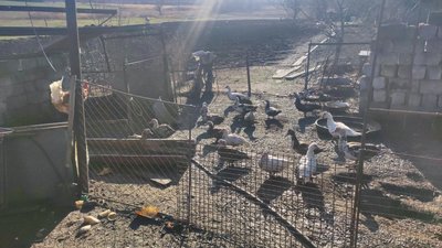 Село Сергіївка Удачненська громада качки Донецька область 18 грудня 2024 рік Село Сергіївка Удачненська громада качки Донецька область 18 грудня 2024 рік