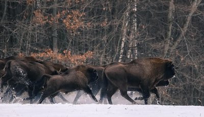 Зубри на Вінниччині Зубри на Вінниччині
