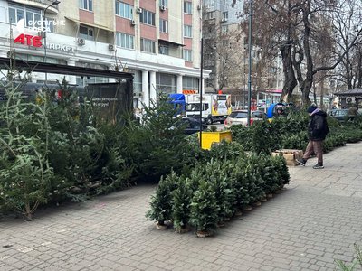 Ялинки в Одесі, вартість ялинки Ялинки в Одесі, вартість ялинки