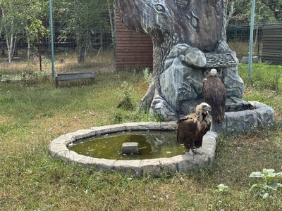 "У нашого лева є басейн": як рятують від спеки тварин у екопаркові села Ковалівка біля Полтави "У нашого лева є басейн": як рятують від спеки тварин у екопаркові села Ковалівка біля Полтави