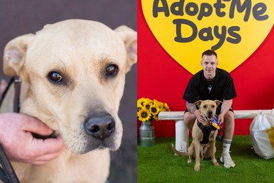 AdoptMe Days в Києві: більше 110 тварин знайшли родини за два дні