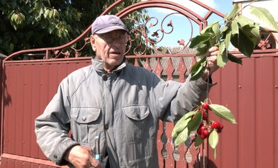 Як вирощують черешню на Волині і скільки коштує фрукт