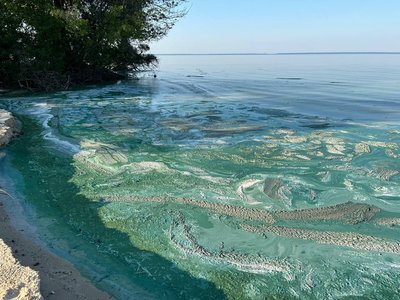 Цвітіння Дніпра у Черкасах: чи безпечно купатися у річці Цвітіння Дніпра у Черкасах: чи безпечно купатися у річці