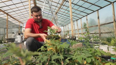 Інжир, гранати та маракуя: на Тернопільщині
сім'я вирощує екзотичні фрукти Інжир, гранати та маракуя: на Тернопільщині
сім'я вирощує екзотичні фрукти