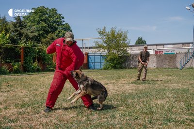 Шукають наркотики та вибухівку: як в Одесі тренують службових собак Шукають наркотики та вибухівку: як в Одесі тренують службових собак