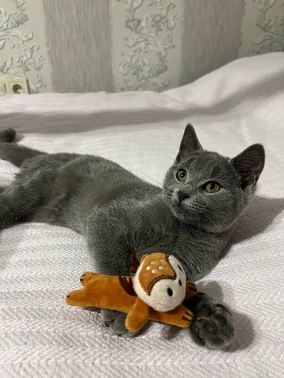 Харків кошеня Харків кошеня