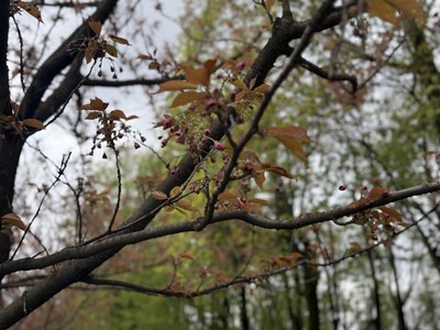 "Залежить від сорту": чому у Чернівцях ще не зацвіли усі сакури