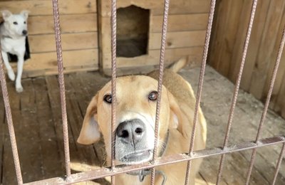 Понад 500 собак у сумському притулку чекають на дім Понад 500 собак у сумському притулку чекають на дім