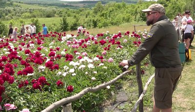 У Холодному Яру на Черкащині розквітли три тисячі кущів півоній У Холодному Яру на Черкащині розквітли три тисячі кущів півоній