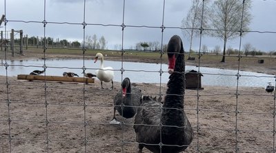 Карликове кенгуру та чорні лебеді: нові тварини та послуги на "Оленячій фермі" на Рівненщині Карликове кенгуру та чорні лебеді: нові тварини та послуги на "Оленячій фермі" на Рівненщині