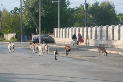 Кози на вулицях Малина на Житомирщині: проблеми з безконтрольним стадом біля вокзалу Кози на вулицях Малина на Житомирщині: проблеми з безконтрольним стадом біля вокзалу