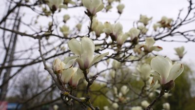 Магнолії розквітли у ботсаду ХНУ Магнолії розквітли у ботсаду ХНУ