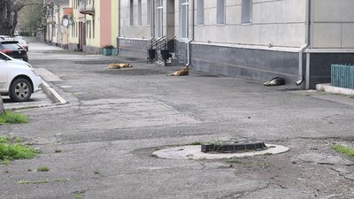 У Кривому Розі жінка стріляла з пневматичної зброї по безпритульних собаках: що розповіли очевидці та в поліції У Кривому Розі жінка стріляла з пневматичної зброї по безпритульних собаках: що розповіли очевидці та в поліції
