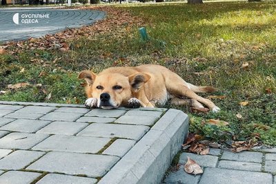 "Тварина помирає в пекельних муках": в Ізмаїлі масово труять безпритульних собак