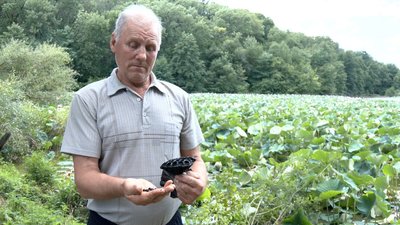 Рожеве море посеред Вінниччини: у Сологубівці ставок вкрився лотосами