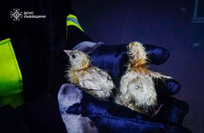 Пожежа у пташнику Пожежа у пташнику