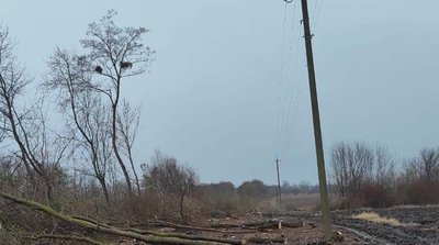 дерева, лісопосадка дерева, лісопосадка