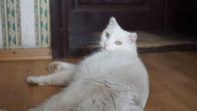 Знайшов хазяйку за кілька кілометрів: історія сумського кота Коттона Знайшов хазяйку за кілька кілометрів: історія сумського кота Коттона