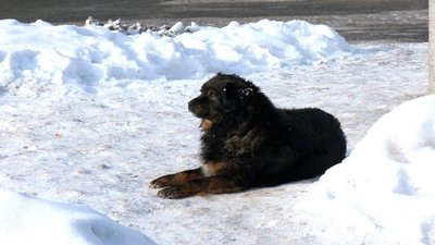 Морози до -20°C: хто і як допомагає безпритульним тваринам у Вінниці