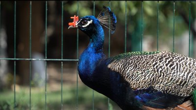 «Були у тяжкому ступені виснаження»: історії чотирьох врятованих павичів з Дніпропетровщини «Були у тяжкому ступені виснаження»: історії чотирьох врятованих павичів з Дніпропетровщини