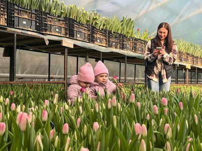 П'ять тисяч квіток до Дня закоханих: черкащанка розповіла, як вирощує тюльпани П'ять тисяч квіток до Дня закоханих: черкащанка розповіла, як вирощує тюльпани
