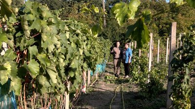 Виноград на ділянці родини Степанкевичів у селі Гайове на Вінниччині Виноград на ділянці родини Степанкевичів у селі Гайове на Вінниччині