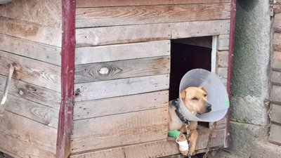 Собака Тіна у будці з перебитою лапою у зоопритулку "Пегас" Дніпропетровська область 6 листопада 2025 рік Собака Тіна у будці з перебитою лапою у зоопритулку "Пегас" Дніпропетровська область 6 листопада 2025 рік