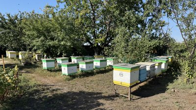 Вулики з бджолами у господарстві бджолярки Тетяни село Високопілля Олександрівська громада Донецька область 20 серпня 2025 рік Вулики з бджолами у господарстві бджолярки Тетяни село Високопілля Олександрівська громада Донецька область 20 серпня 2025 рік