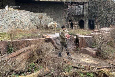 У столичному зоопарку африканські леви відсвяткували своє довголіття — 16 років