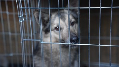 “КАБи, “гради”, дрони”: що розповідають мешканці Миропілля, що приїхали в Суми