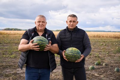 «Затрати відбили – і слава Богу»: чи рентабельні кавуни з Сумщини «Затрати відбили – і слава Богу»: чи рентабельні кавуни з Сумщини