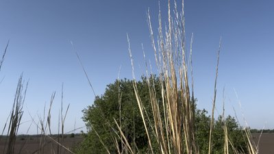 Мов подих вільного степу: курган із червонокнижними рослинами на Черкащині стане пам’яткою природи Мов подих вільного степу: курган із червонокнижними рослинами на Черкащині стане пам’яткою природи