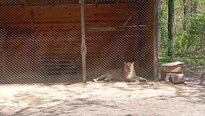 "Самка, велика, гарна. Вона адаптуалась в нашому районі". У середмісті Кривого Рогу побачили оленя, який втік з ферми "Самка, велика, гарна. Вона адаптуалась в нашому районі". У середмісті Кривого Рогу побачили оленя, який втік з ферми