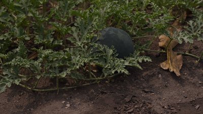З Маломихайлівської громади вже вивезли майже половину дітей. Як живуть під постійними обстрілами З Маломихайлівської громади вже вивезли майже половину дітей. Як живуть під постійними обстрілами