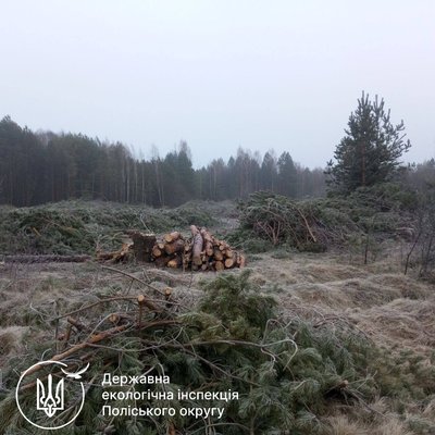 Виявили порубку дерев на майже п'ять мільйонів гривень на Рівненщині Виявили порубку дерев на майже п'ять мільйонів гривень на Рівненщині