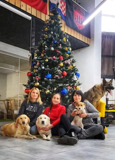 Коли слова зайві: історія про те, як у Житомирі собаки допомагають людям під час війни Коли слова зайві: історія про те, як у Житомирі собаки допомагають людям під час війни