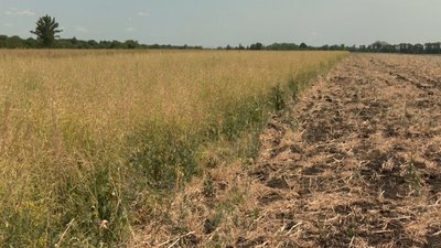 ранні жнива врожай господарства посіви засуха Покровський район Шахівська громада Донецька область ранні жнива врожай господарства посіви засуха Покровський район Шахівська громада Донецька область