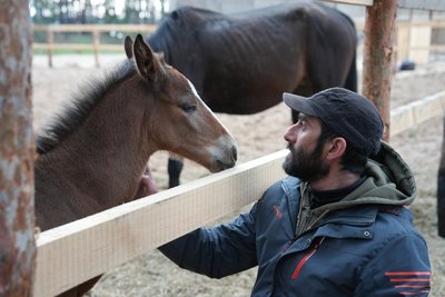 На Харківщині евакуювали покинутих вагітних кобил з-під обстрілів На Харківщині евакуювали покинутих вагітних кобил з-під обстрілів