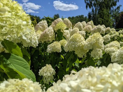 Квітка на честь принцеси: у "Новій Софіївці" на Черкащині квітнуть гортензії Квітка на честь принцеси: у "Новій Софіївці" на Черкащині квітнуть гортензії