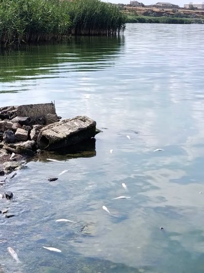 На Одещині дослідили воду Хаджибейського лиману після замору риби: що показали дослідження На Одещині дослідили воду Хаджибейського лиману після замору риби: що показали дослідження
