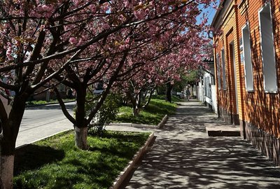У Полтаві заквітли сакури: де фотографуються містяни У Полтаві заквітли сакури: де фотографуються містяни