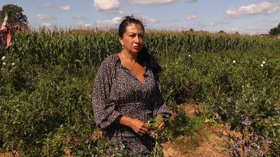 Через погоду ягоди дрібніші. Як подружжя з Івано-Франківщини вирощує лохину Через погоду ягоди дрібніші. Як подружжя з Івано-Франківщини вирощує лохину