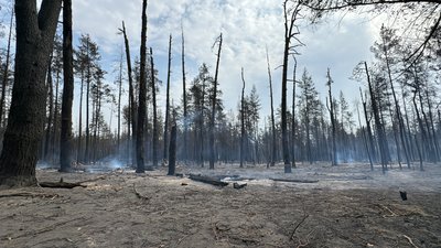 Наслідки пожежі у лісі в Студенку Наслідки пожежі у лісі в Студенку