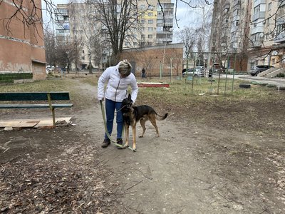 У Полтаві для бази донорів крові котів та собак шукають нових тварин У Полтаві для бази донорів крові котів та собак шукають нових тварин