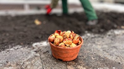 У центрі Києва розквітнуть більше ста тисяч синьо-жовтих тюльпанів: подарунок Нідерландів