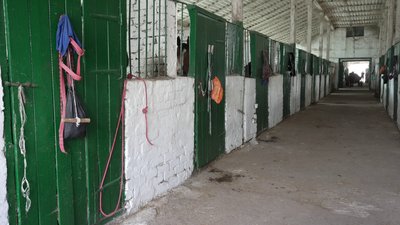 Більше 70 років присвятила коням жителька Рівненщини Вікторія Марущак Більше 70 років присвятила коням жителька Рівненщини Вікторія Марущак