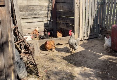 «Линяють й не несуться»: чому здорожчали яйця на Черкащині «Линяють й не несуться»: чому здорожчали яйця на Черкащині
