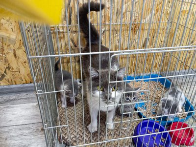 Кішка з кошенятами, яких евакуювали з Сум Кішка з кошенятами, яких евакуювали з Сум